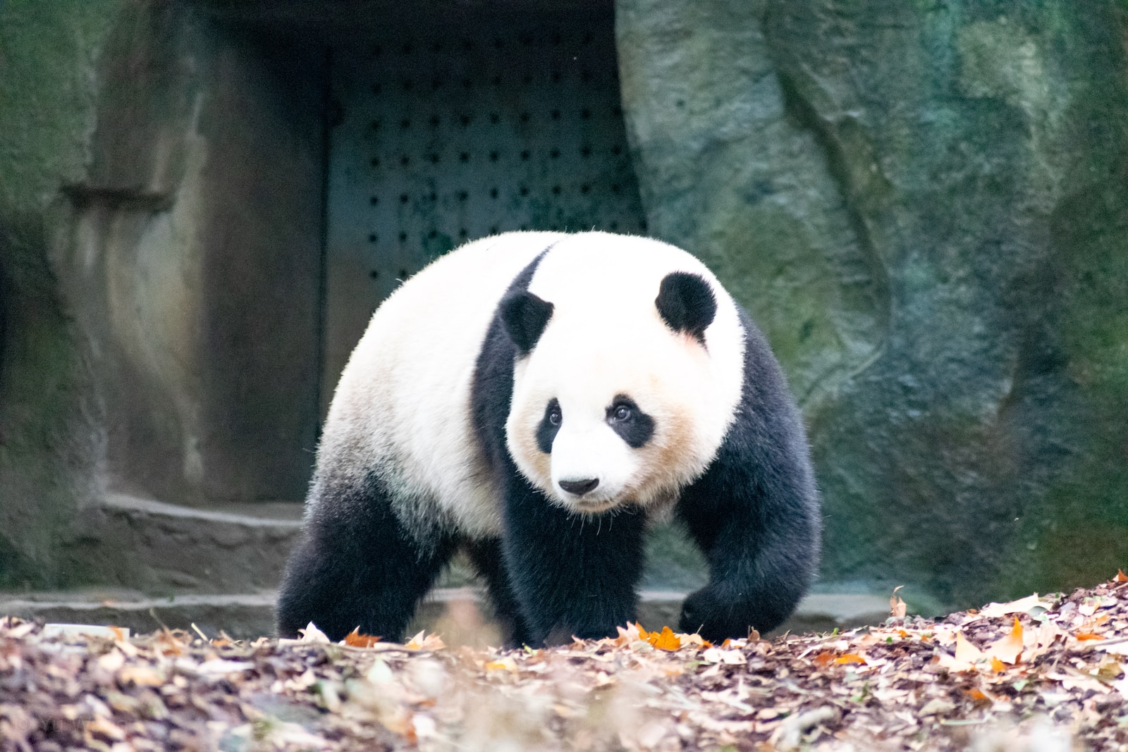 giant-panda-ya-ya-returns-to-china-after-controversy-diplo